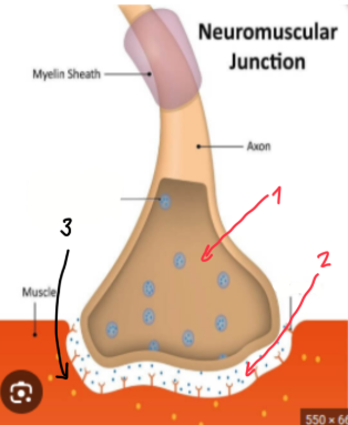 <p><strong>Neuromuscular junction (AKA synapse)</strong></p>