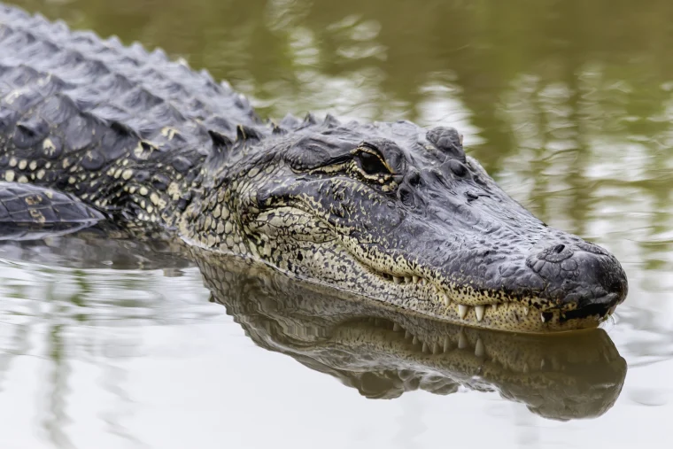 alligators and caimans

\

1. teeth of lower jaw fit into pits in upper jaw (not visible)
2. inhabit areas where surface waters freeze regularity during winter
3. to breath in winter, they move their nostrils above the surface ice
