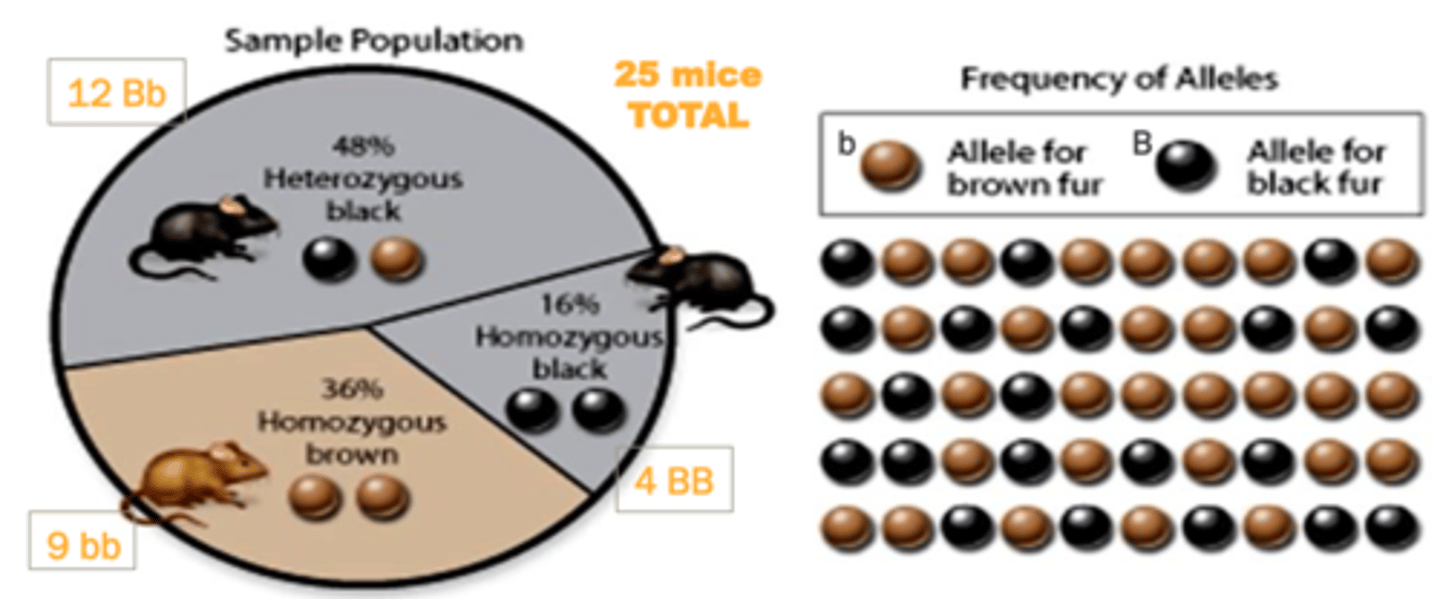 <p>If a certain allele is present in 25% of the chromosomes, this means 1/4 of the loci have that allele and the other 3/4 have a different allele or there is a 25% chance that a chromosome in the population has the allele at the specific locus.</p>