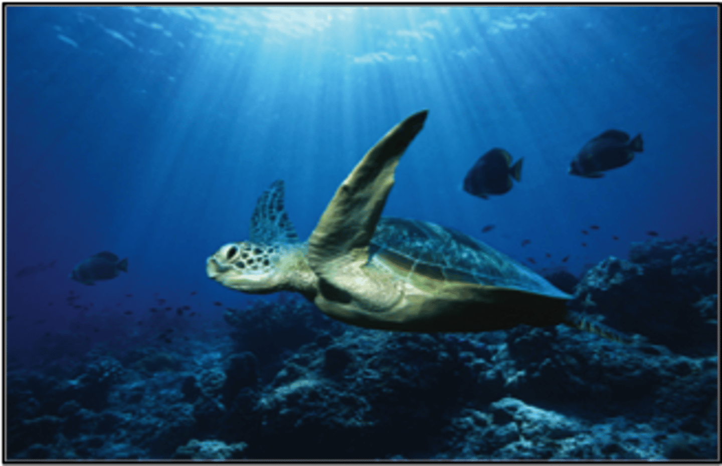 <p>the top layer of water through which light can penetrate; where all photosynthetic activity takes place</p>