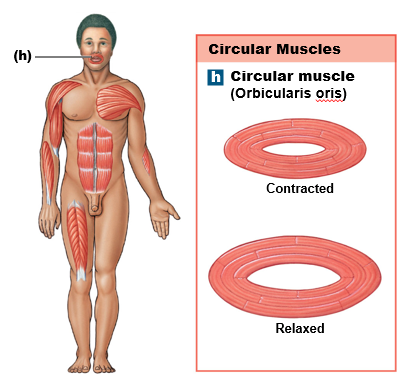 <p>circular muscles </p>