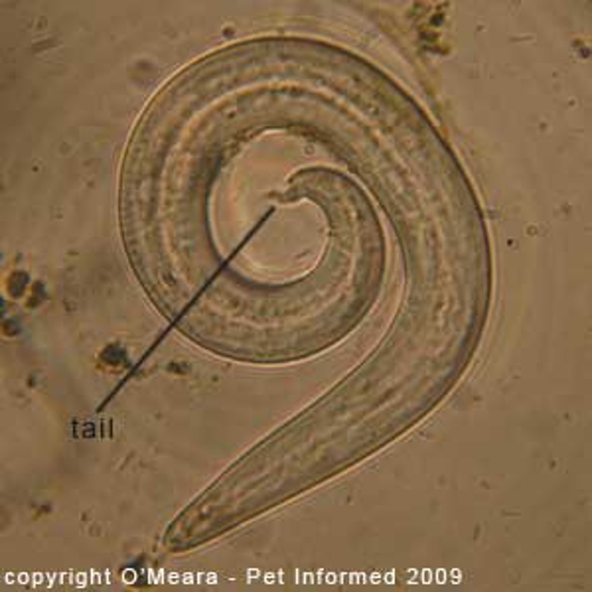 <p>feline lungworm</p>