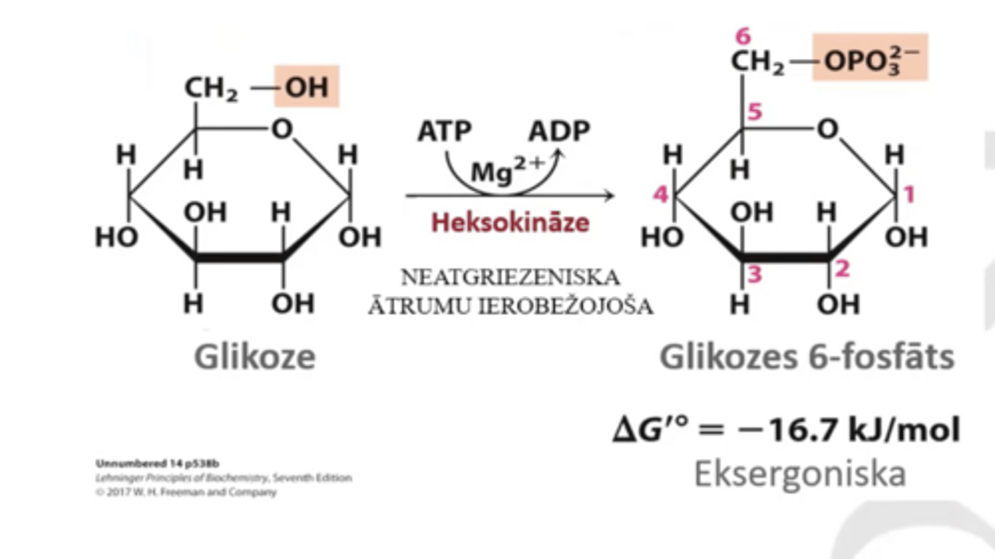 <p>Gikoze--> GLikozes-6-fosfāts</p><p>Neatgriezeniska reakcija, ātrumu ierobežojoša.</p><p>Heksokināze ar (Mg nomāc negatīfo fosforgrupas lādiņu ATP)</p><p>Nukleofīlais skābeklis uzbrūk ATP un rezultātā piesaista fosforalizē 6 glikozes atomu</p><p>+ Līdz ko fosfātgrupa piesaistās glikoze nespēj izkļūt no šūnas. Glikozes6fosāts ir negatīvi atgriezeniska saite un var inhibēt heksokināzi ja Cm par augstu.</p>