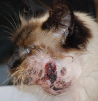 <p>False. Metastasis is UNCOMMON, but it is locally very invasive with bone involvement</p>