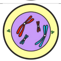 <ul><li><p>Chromosomes condense &amp; become visible</p></li><li><p>Centrioles appear at opposite poles of cell</p></li><li><p>Nucleolus breaks down</p></li></ul><p></p>