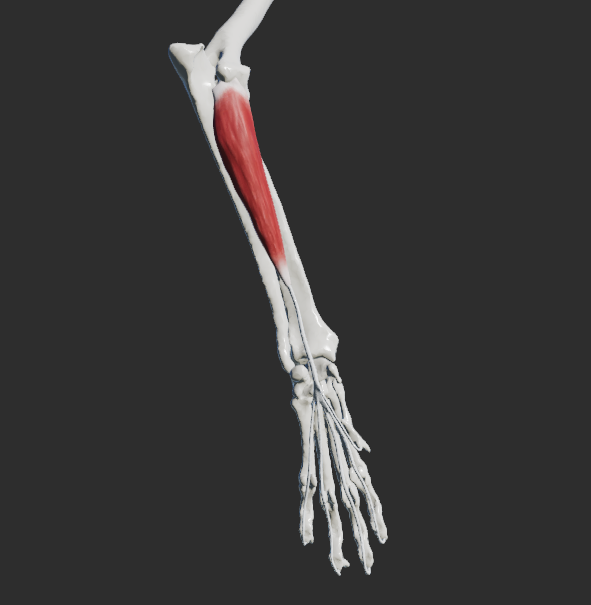 <p></p><p>3 hlavy : caput humerale, caput radiale, caput ulnare</p><p>odstup:</p><p>Caput humerale – epicondylus medialis humeri </p><p>Caput radiale – kaudální plocha radiu </p><p>Caput ulnare – olecranon ulnae</p><p>úpon: tuberculum flexorium phalangis distalis</p><p>fce: flexe v kloubech karpu a prstů</p>