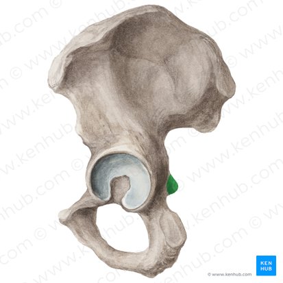 <p>Origin: levator ani (partial), coccygeus, superior gemellus</p>