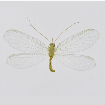 <p><span>Zeer zeldzaam, slechts twee keer aangetroffen op de St. Pietersberg in Zuid-Limburg in de jaren negentig. Middelgrote, groene gaasvlieg met zeven zwarte stippen op de kop en twee zwarte vlekken op het achterhoofd. Op het groene borststuk zijn enkele zwarte vlekken zichtbaar. De dwarsaders in het costaalveld van de voorvleugels zijn volledig zwart, de lengteaders zijn groen.</span></p>