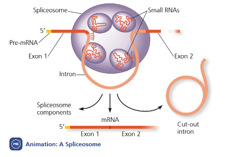 Complex of proteins and RNA that mediates the splicing reaction.