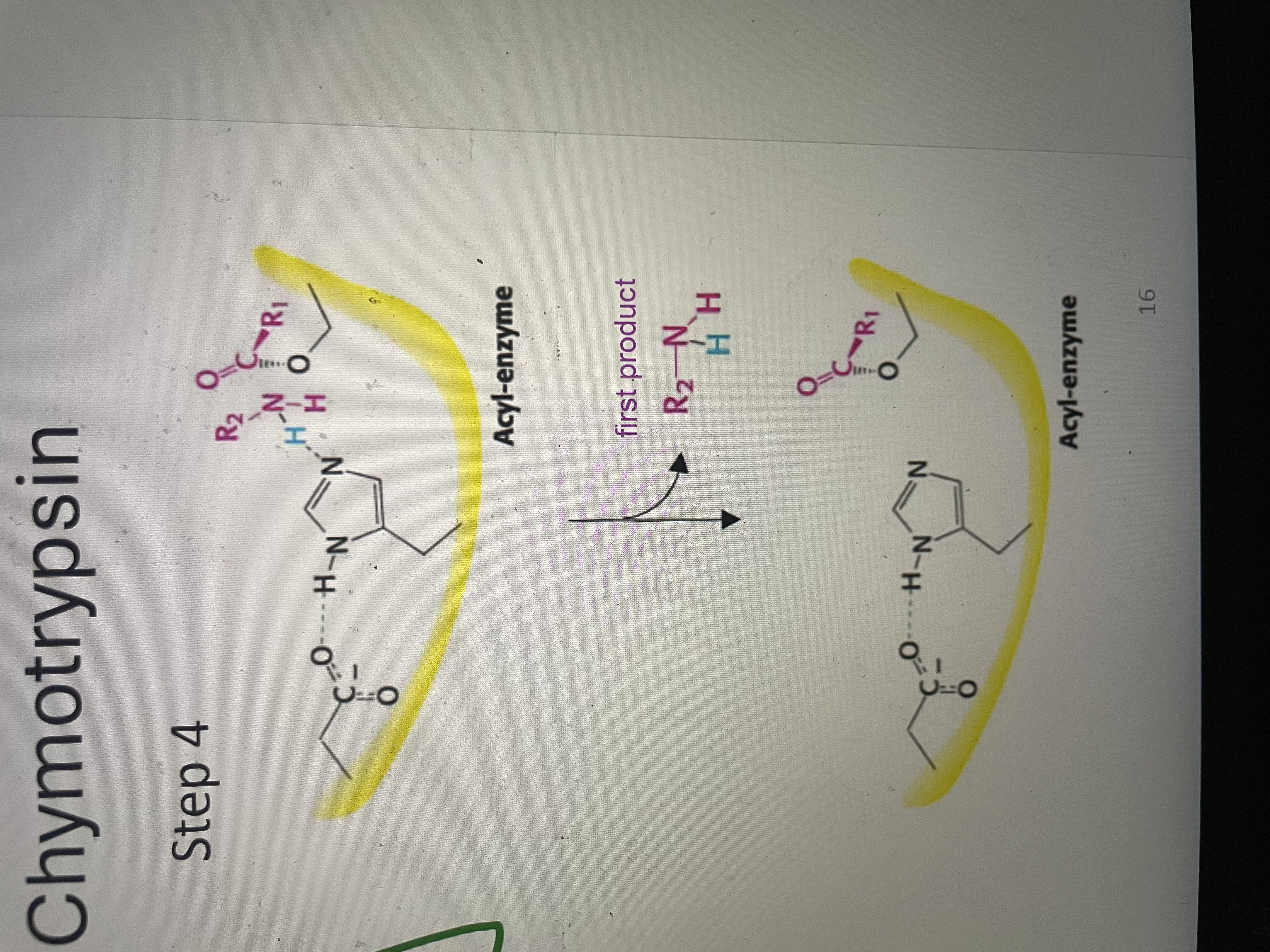 <p>First product is released - amino component. Enzyme is now acyl enzyme with carboxyl component still covalently attached to Ser</p>