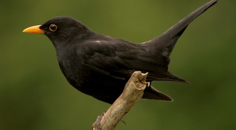 <p>zařaď živočicha do systému</p><p>Třída - řád - čeleď - druh čeština (latina)</p>