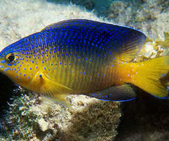 <p><span><span>juvenile or adult?</span></span></p>