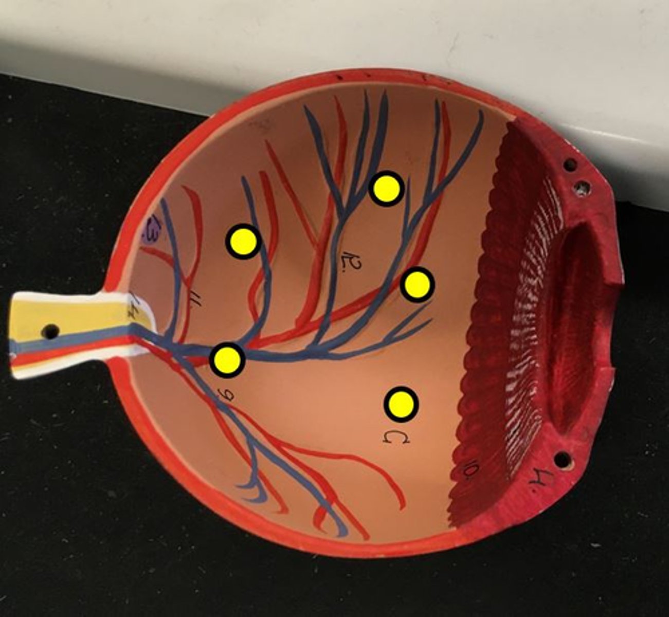 <p>inner most layer of the eye</p><p>- orange with blood vessels</p><p>Name this layer</p>