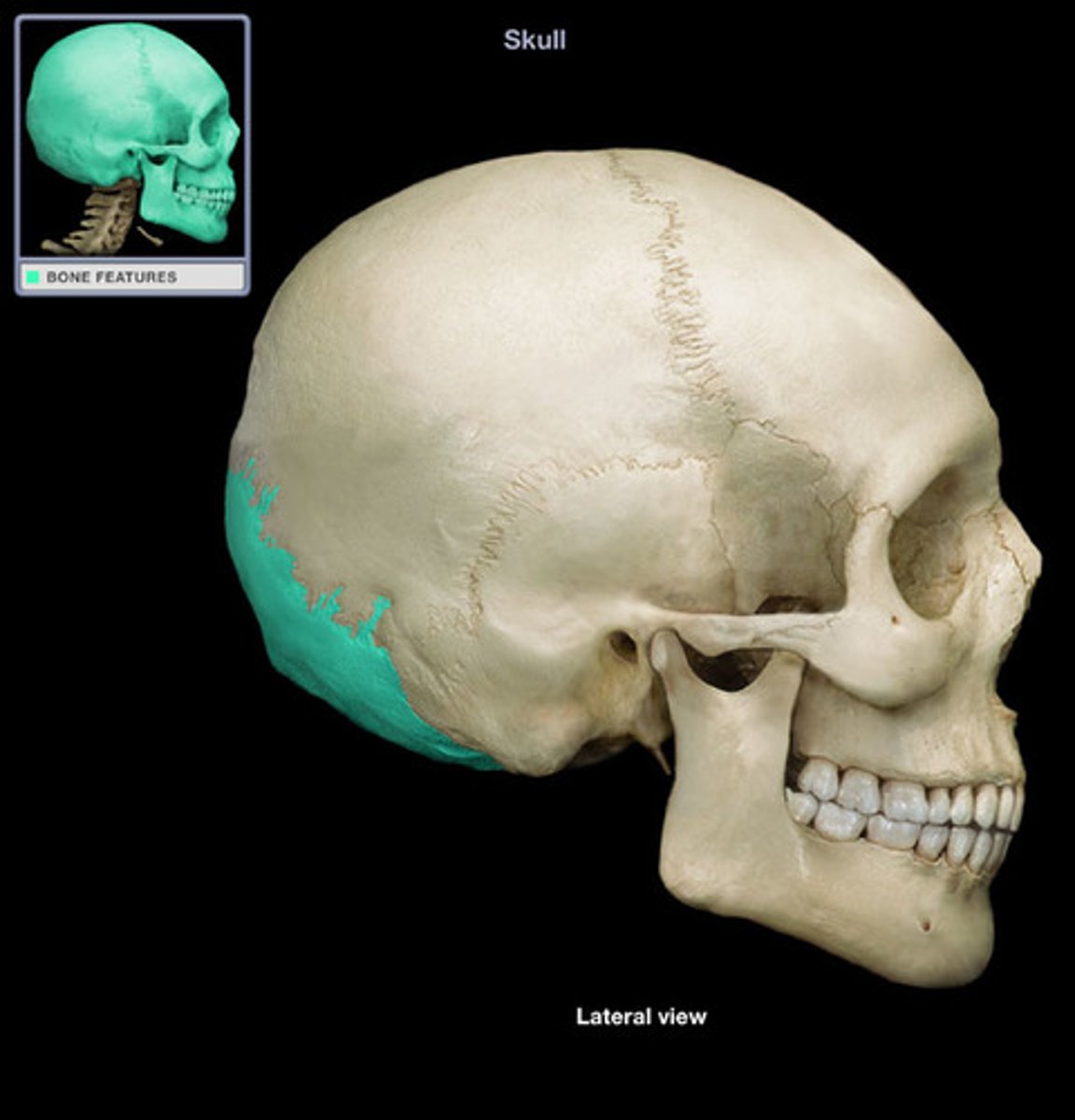 <p>rear of the cranium, articulates with TEMPORALS, SPHENOID, PARIETALS, C1</p>