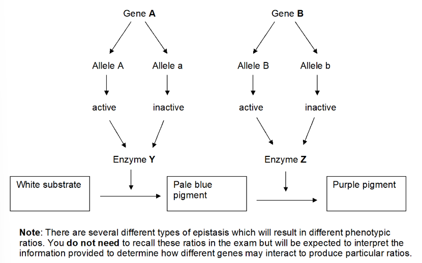 <p>expression of one gene masks the expression of another</p>