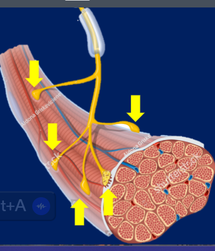 <p>the location (mid-region) where fiber innervated by motor neuron</p><p>-only one per muscle fiber. each dendrite goes to diff muscle fiber</p><p>-one motor neuron can innervate many muscle cells</p>