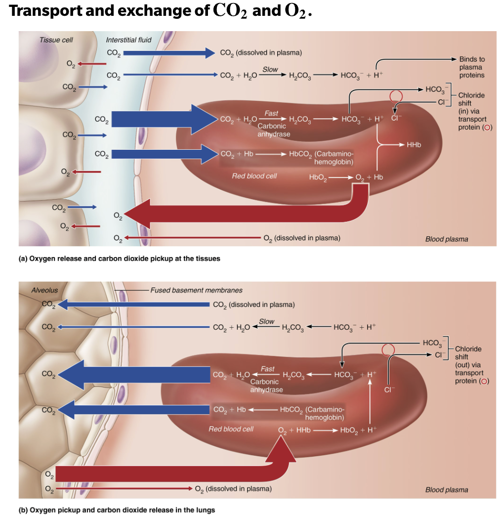 <p><span style="color: purple;"><strong><mark data-color="purple" style="background-color: purple; color: inherit;">At the tissues:</mark></strong><mark data-color="purple" style="background-color: purple; color: inherit;"> </mark></span></p><ol><li><p><strong>O₂ leaves the blood → goes into tissues</strong> (where it’s needed)</p></li><li><p><strong>CO₂ leaves tissues → enters the blood</strong> (to be carried away)</p></li></ol><p><span style="color: purple;"><mark data-color="purple" style="background-color: purple; color: inherit;"> </mark><strong><mark data-color="purple" style="background-color: purple; color: inherit;">In the lungs:</mark></strong><mark data-color="purple" style="background-color: purple; color: inherit;"> </mark></span></p><ol><li><p><strong><u>INSPIRATION</u>: O₂ enters from alveoli to blood </strong> (to be delivered to the body)</p></li><li><p><strong><u>EXPIRATION</u>:CO₂ leaves the blood  goes into alveoli</strong> (to be exhaled)</p></li></ol><p></p>