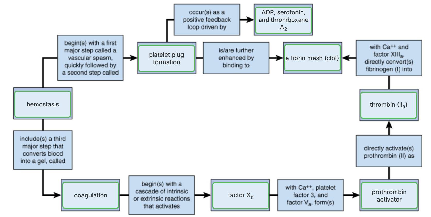 <p></p><ul><li><p>Requires <strong>clotting factors</strong> and substances released by <span style="color: purple;"><strong>platelets</strong></span> and <span style="color: purple;"><strong>injured tissues</strong></span></p><ol><li><p>Vascular spasm</p></li><li><p>Platelet plug formation</p></li><li><p>Coagulation (blood clotting)</p></li></ol></li></ul><p></p>