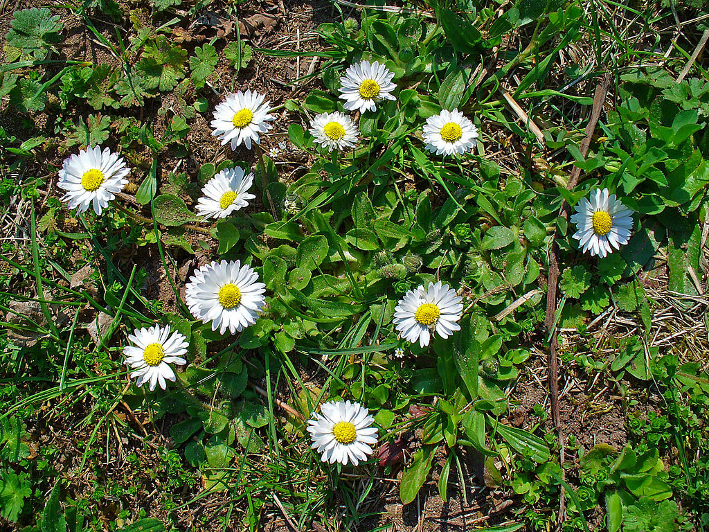 <p>Daisy - <em>Bellis Perennis</em></p>