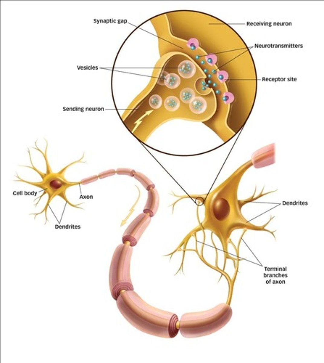 <p>Neurotransmitters transmit information across the synaptic gap.</p>
