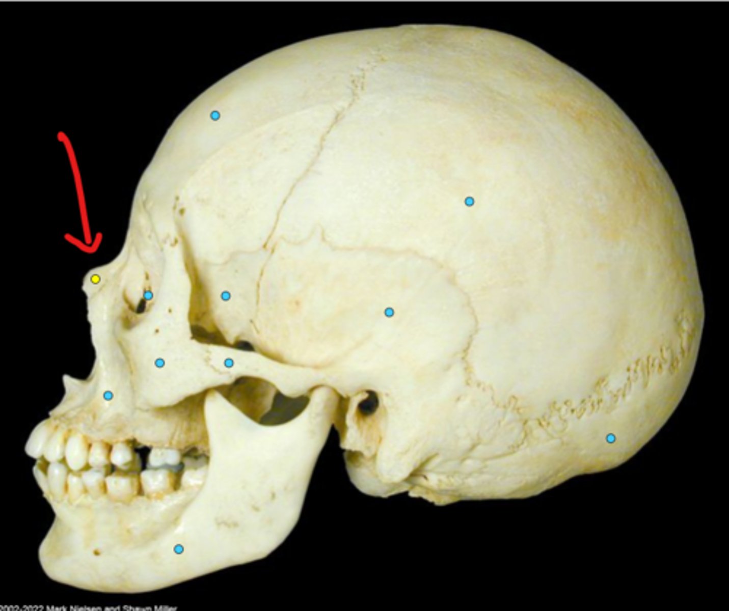knowt flashcard image
