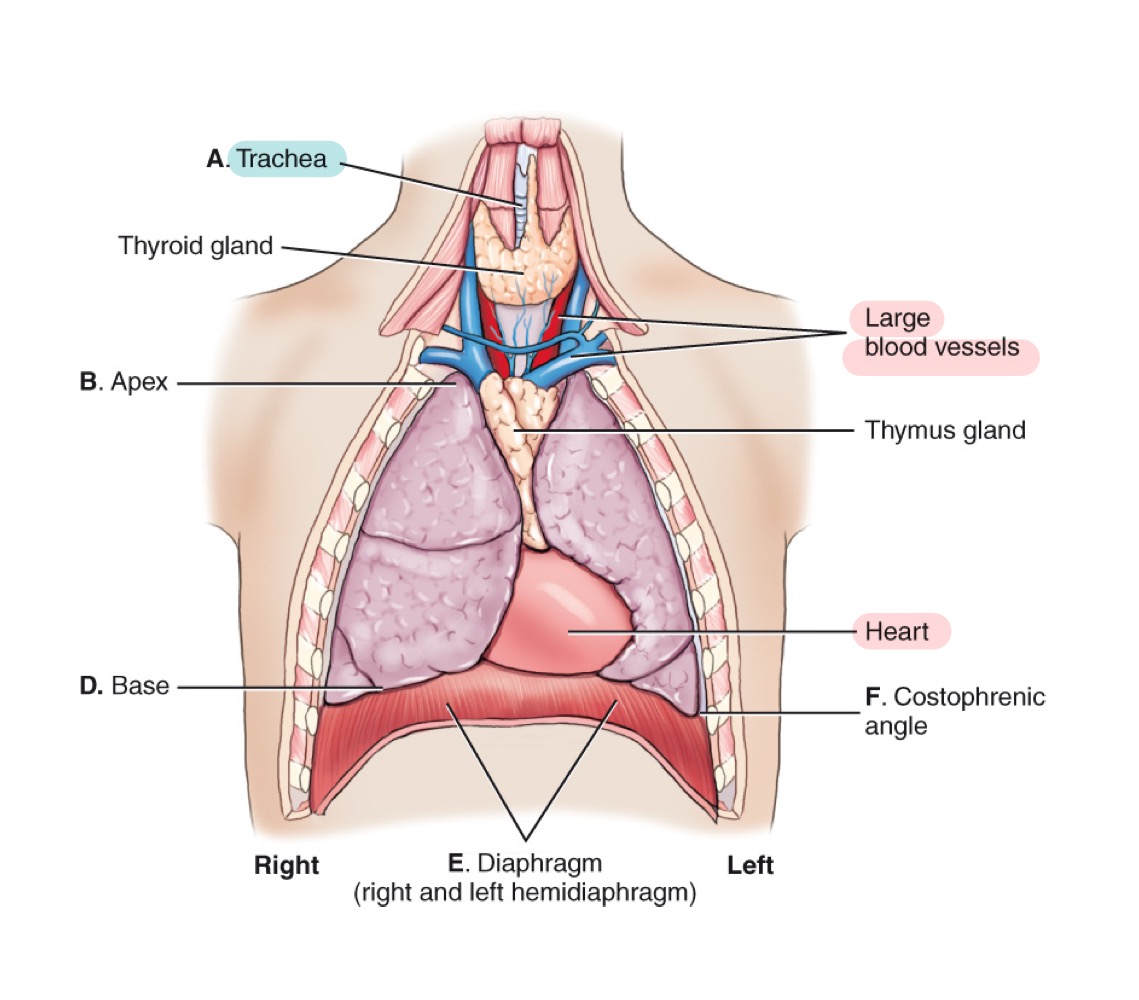<p>Lymphoid organ in the mediastinum, important in immune development; prominent in children.</p>