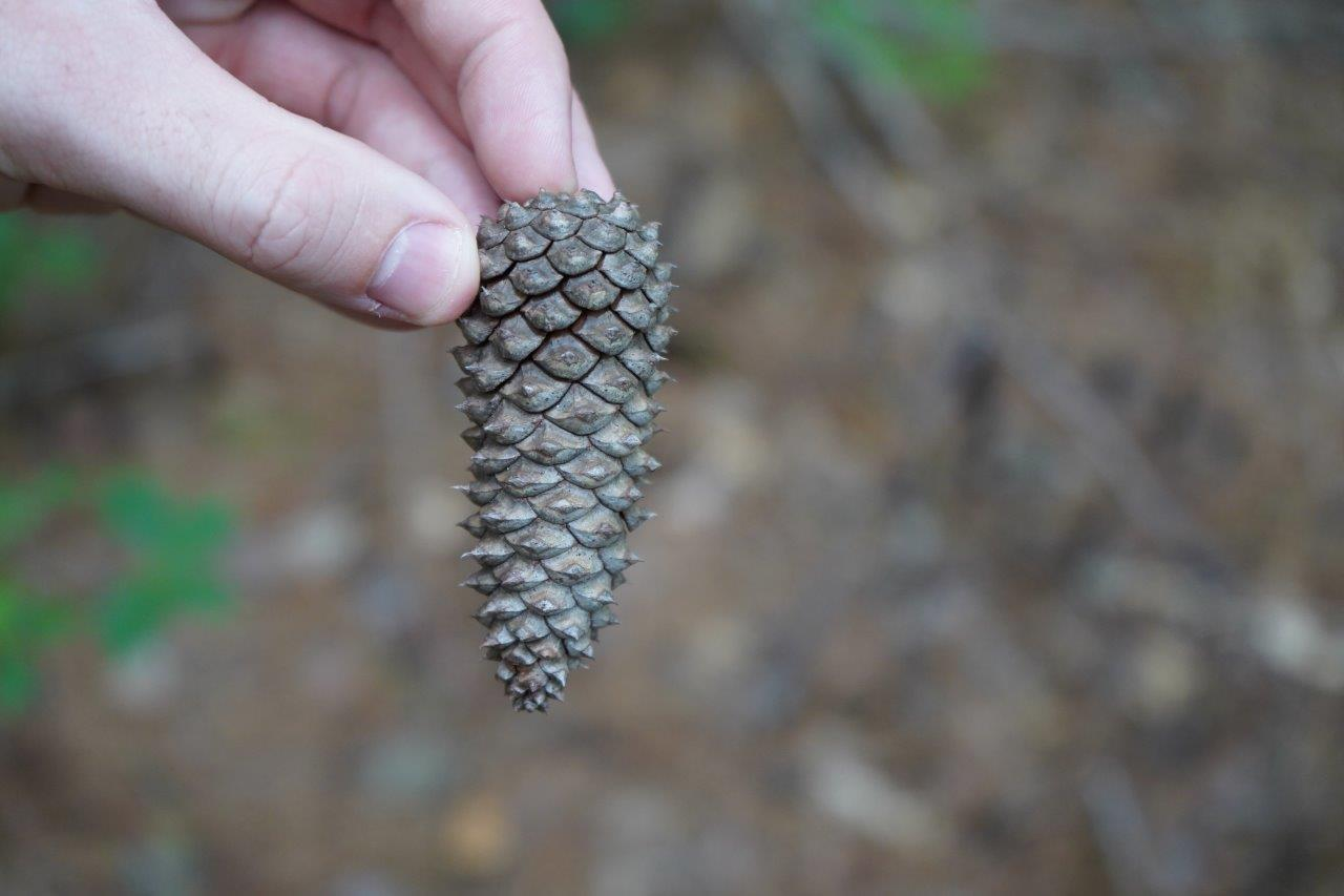 <p>Common name: loblolly pine, loblolly, old field pine</p><p>Family: Pinaceae</p><p><span>Notes: Cone scale shape = flat. [Does not produce fruit, only seeds.] Specific epithet = torch wood (referring to the practice of lighting knots for illumination). Pinaceae = Pine Family. Sold as Southern pine, yellow pine, or Southern yellow pine. [NC is one of the top producers of lumber.] Most important lumber species in the US, used for pulpwood and treated lumber products. Seeds eaten by songbirds, game birds, squirrels, and chipmunks.</span></p>