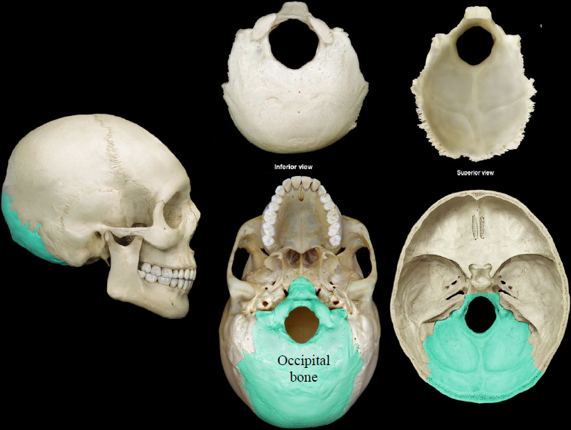 <p>a saucer-shaped membrane bone that forms the back of the skull</p>