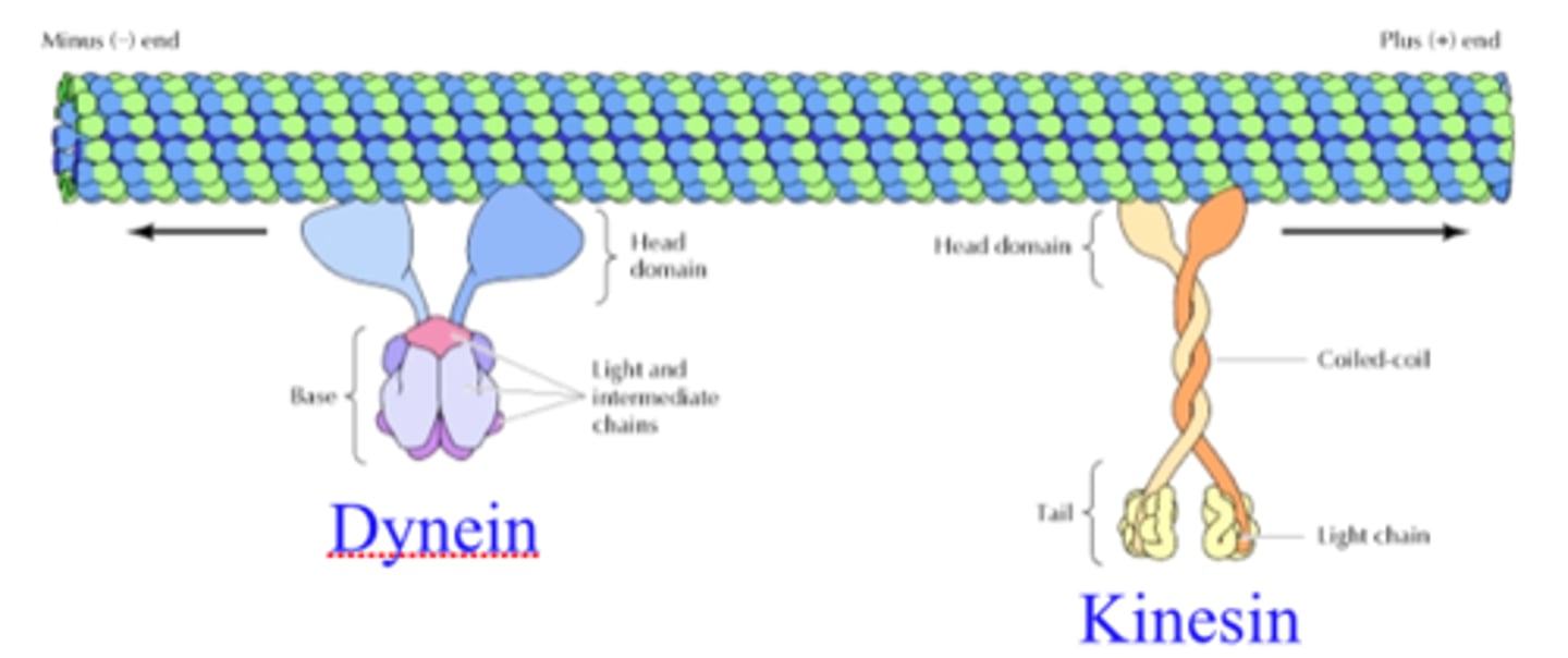 <p>A motor protein that carries materials in the retrograde direction.</p>