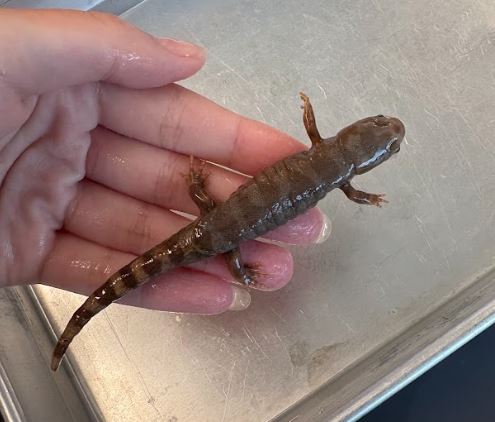 <p>Ambystoma opacum. Ambystomidae</p>