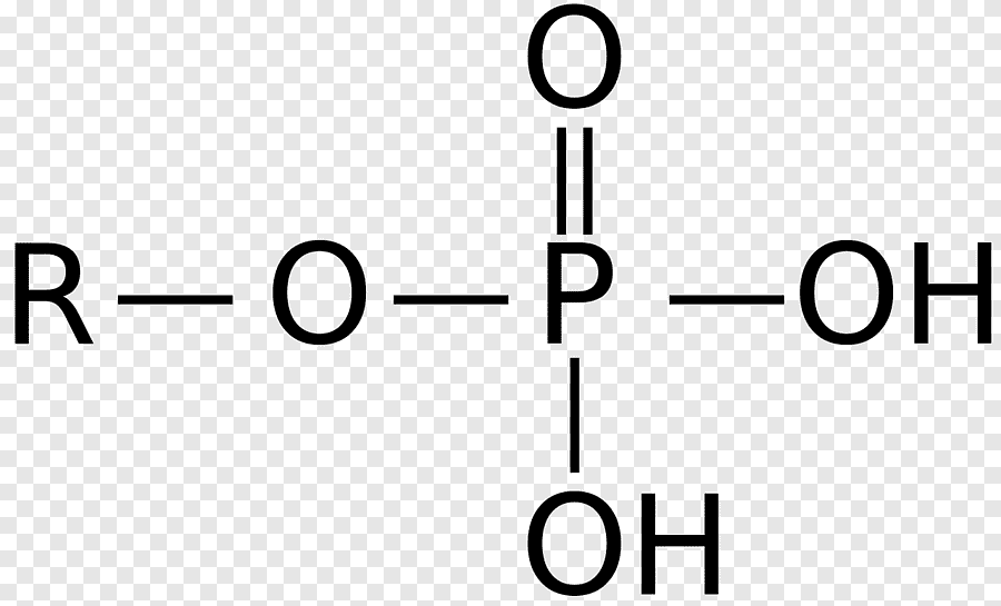 <p>Follows the form R-O-P^=O-O-H_-(O-H)</p><p>Charged/Polar. Due to the electronegativity of Oxygen it can hog the electrons and thus this functional group can act as an acid by releasing H+ cations into a substance. Note that this functional group can also be drawn as already having lost its H+ ions due to it being so acidic. Additionally it can further be drawn as its O anion having already bonded to other molecules after it has lost its H+ ion. It is drawn like this in DNA.</p>