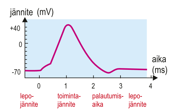 impulssin kulku hermosolussa