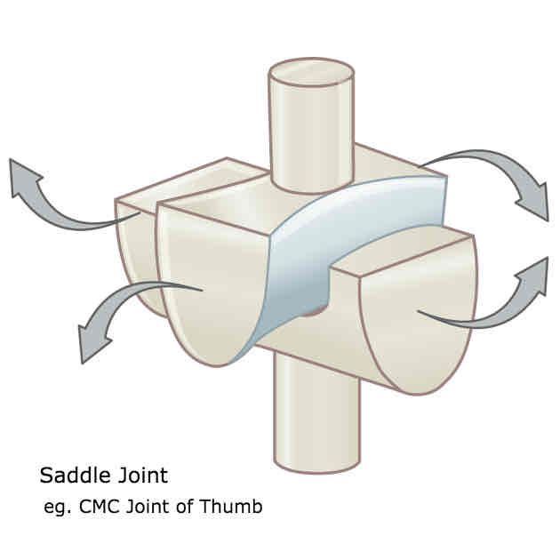 <p>Carpometacarpal joint </p><p>Allows flexion, extension, adduction, abduction, circumduction but not axial rotation</p>