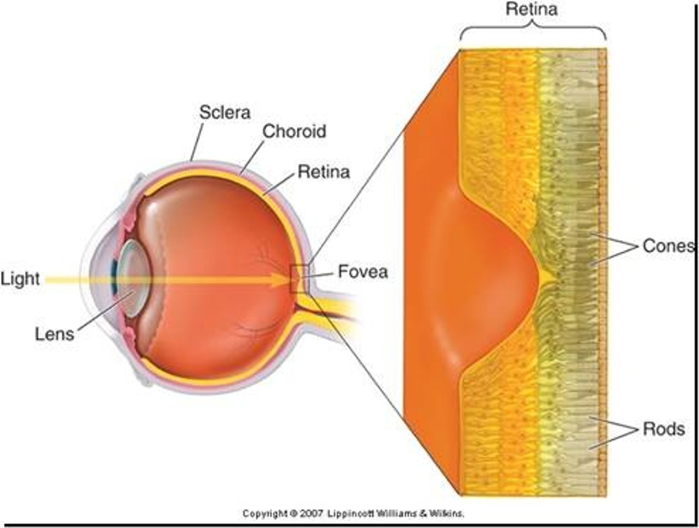 <p>rods and cones in the eye; they respond to light</p>