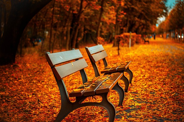 <p>park bench</p>