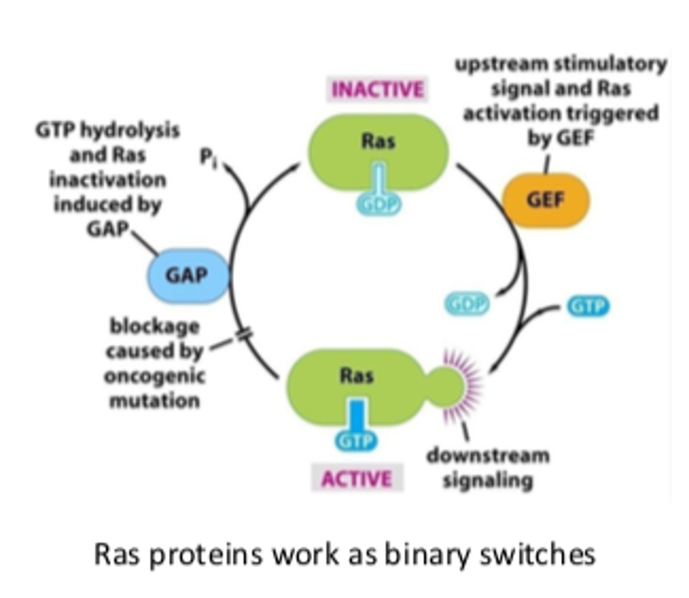 <p>By constitutively activating pathways like EGFR, Ras, or Raf.</p>
