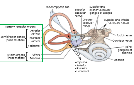 <p><strong>Otolith organs</strong> (utricle and saccule) Linear acceleration and head position (relative to gravity).</p><p><strong>Semicircular canals</strong>. Angular acceleration (rotational movements of the head).</p>