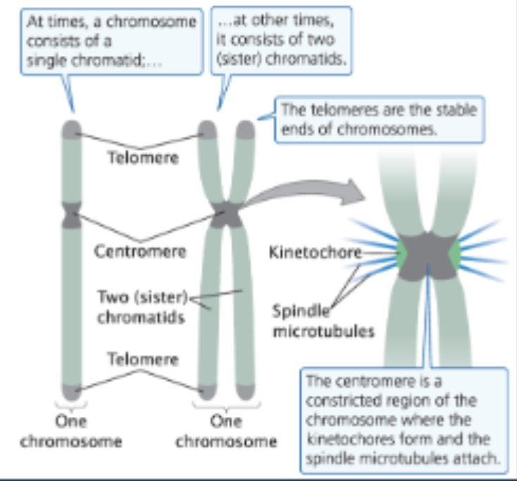 <p><span style="background-color: transparent;"><span>The specific DNA sequences and associated proteins located on the tips (</span><strong><span>ends</span></strong><span>) of whole linear chromosomes</span></span></p><p><span style="background-color: transparent;"><span>Telomeres protect and stabilize the chromosome ends, like plastic tips protect the ends of a shoelace (chromosome stability)</span></span></p><p><strong>REQUIRED FOR COMPLETE DNA REPLICATION.</strong></p>