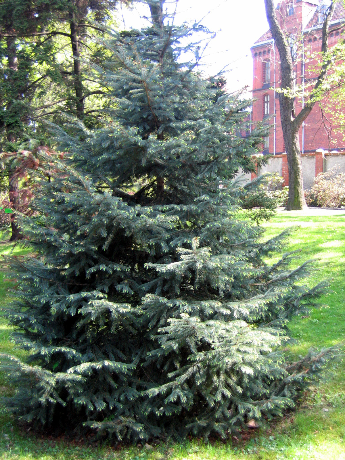 <p>picea engelmannii</p><p>chracteristics: blu-ish tint from wax, strong sturdy upward branches, bottle brush arrangement</p>