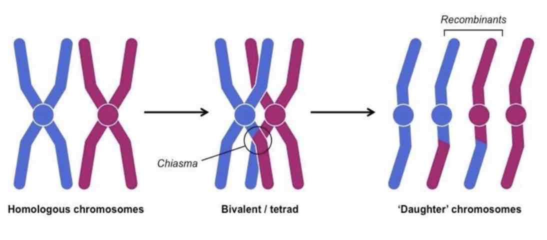 <ol><li><p>mitosis</p></li><li><p>meiosis</p></li></ol>