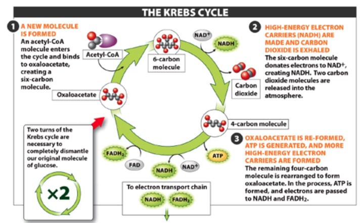 <p>another name for the citric acid cycle</p>