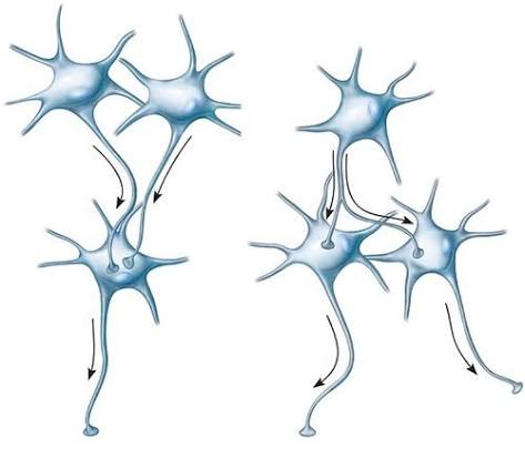 <p><span>When a neuron within a pool receive impulses from <u>two or more fibers</u>. This makes it possible for the neuron to summate impulses from different sources.</span></p>