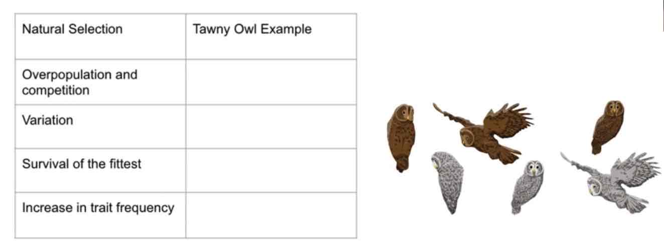 <p>Evolution as a consequence of climate change ex: Tawny owl</p>