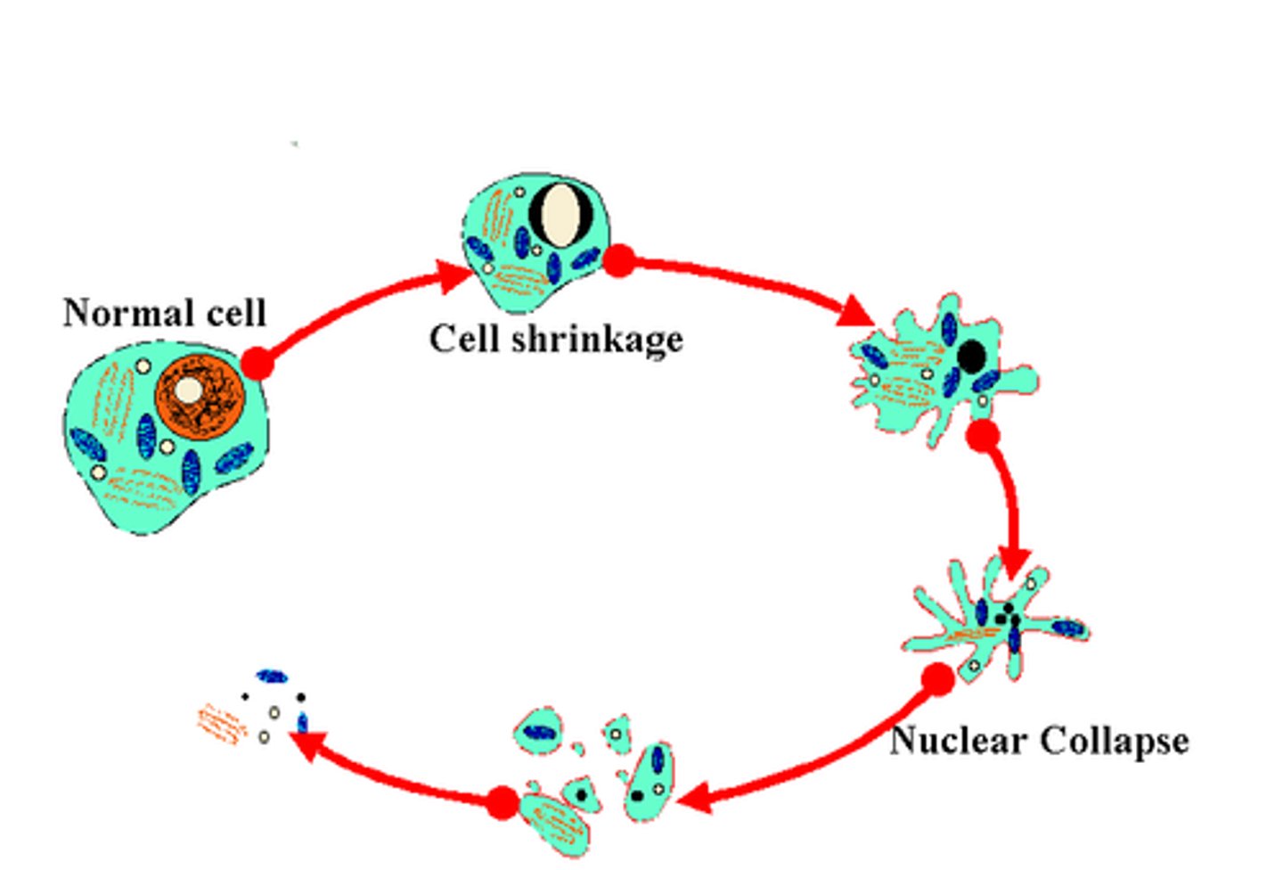 <p><strong>Programmed cell death - controlled and intentional (important distinction from autolysis)</strong></p><p><strong>initiated by the release of enzymes </strong>from the electron transport chain from the mitochondria</p>