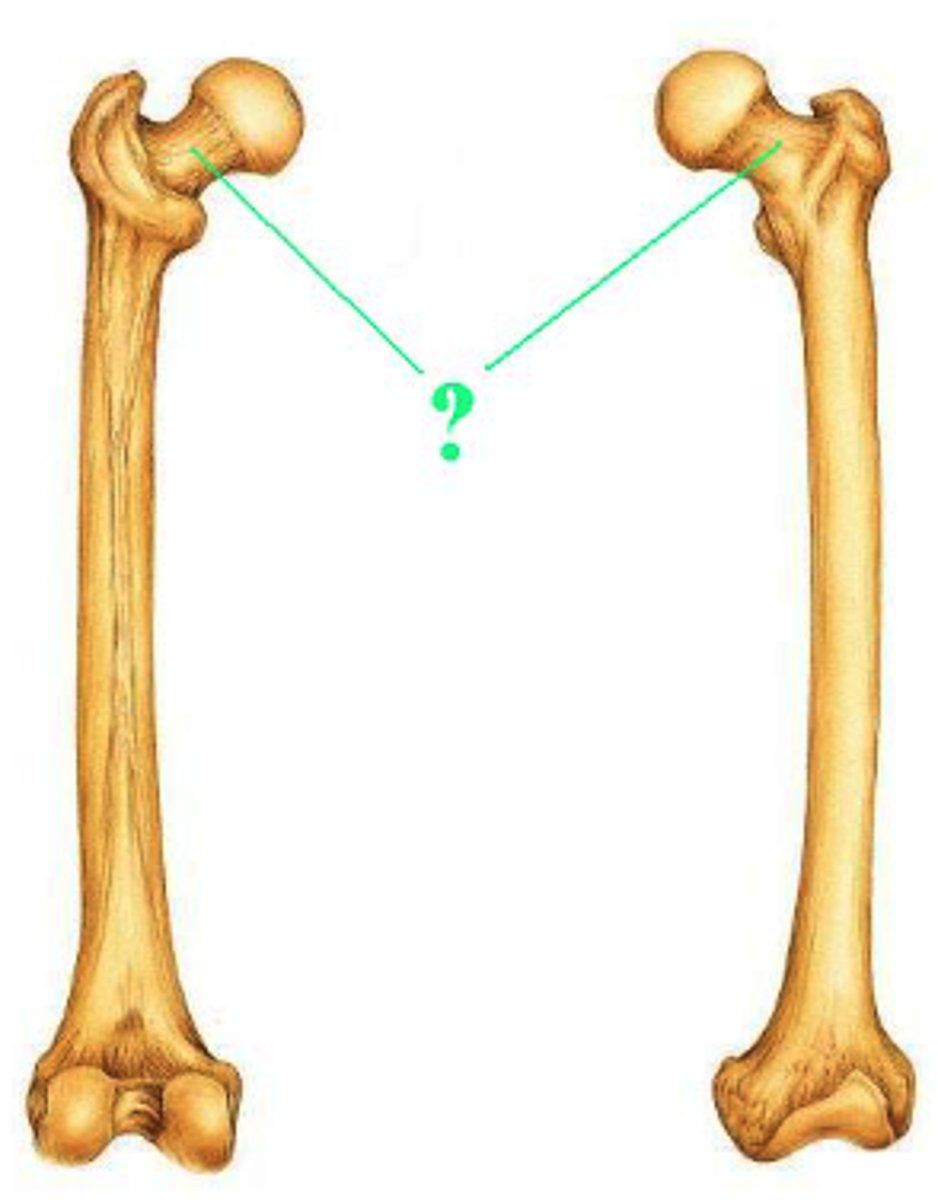 <p>neck</p>