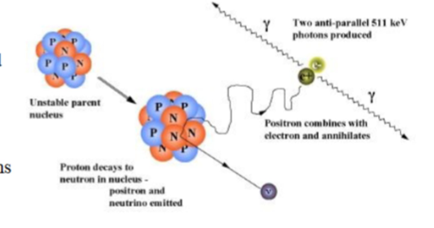 <p>The two particles combine and annihilate each other, producing two 511 keV photons that travel in opposite directions.</p>