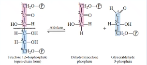 <p class="ds-markdown-paragraph">Formation of Triose Phosphates</p><p class="ds-markdown-paragraph">C6 species is split into two C3 species</p><p class="ds-markdown-paragraph">Enzyme: Aldolase</p>