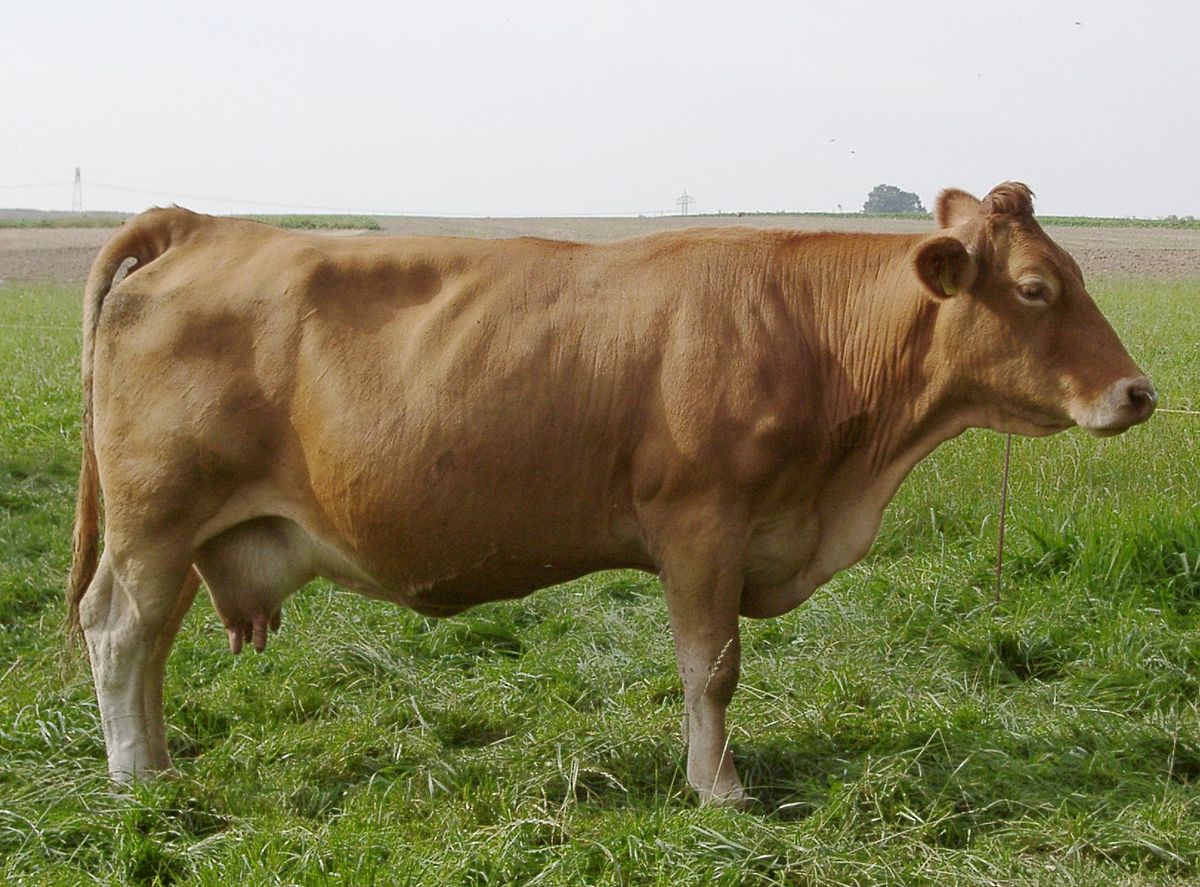 <p>Bavaria, germany, growth and muscular, milking ability, fertility and temperament, do not marble as well</p>