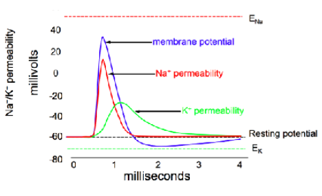 <ul><li><p>High densities of Na+ channels at the axon initial segment + nodes of Ranvier </p></li><li><p>Voltage dependent activation ~ -55mV</p></li><li><p>Na+ current flows into cell generating upstroke of AP </p></li><li><p>Potassium lags behind sodium, channels open slower, slower kinetics </p></li></ul><p></p>