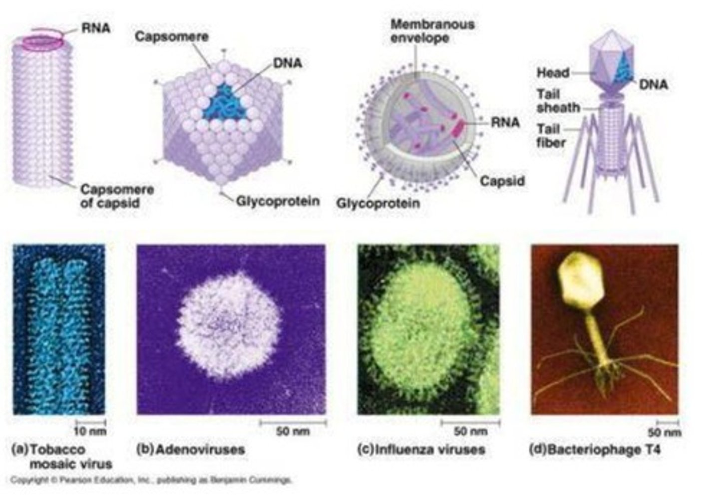 <p>They are small protein packages carrying genetic information and cannot replicate on their own.</p>